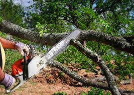 Best Lot and Land Clearing  in Oneonta, NY